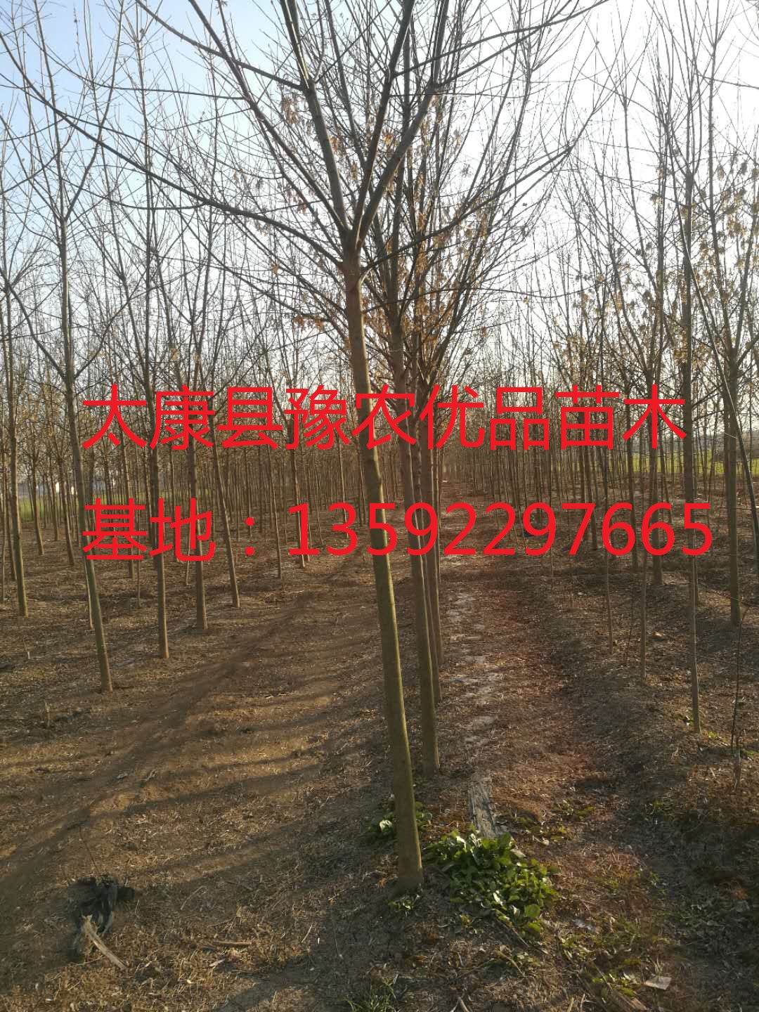 1514021168502134.jpg 300795113913907191.jpg