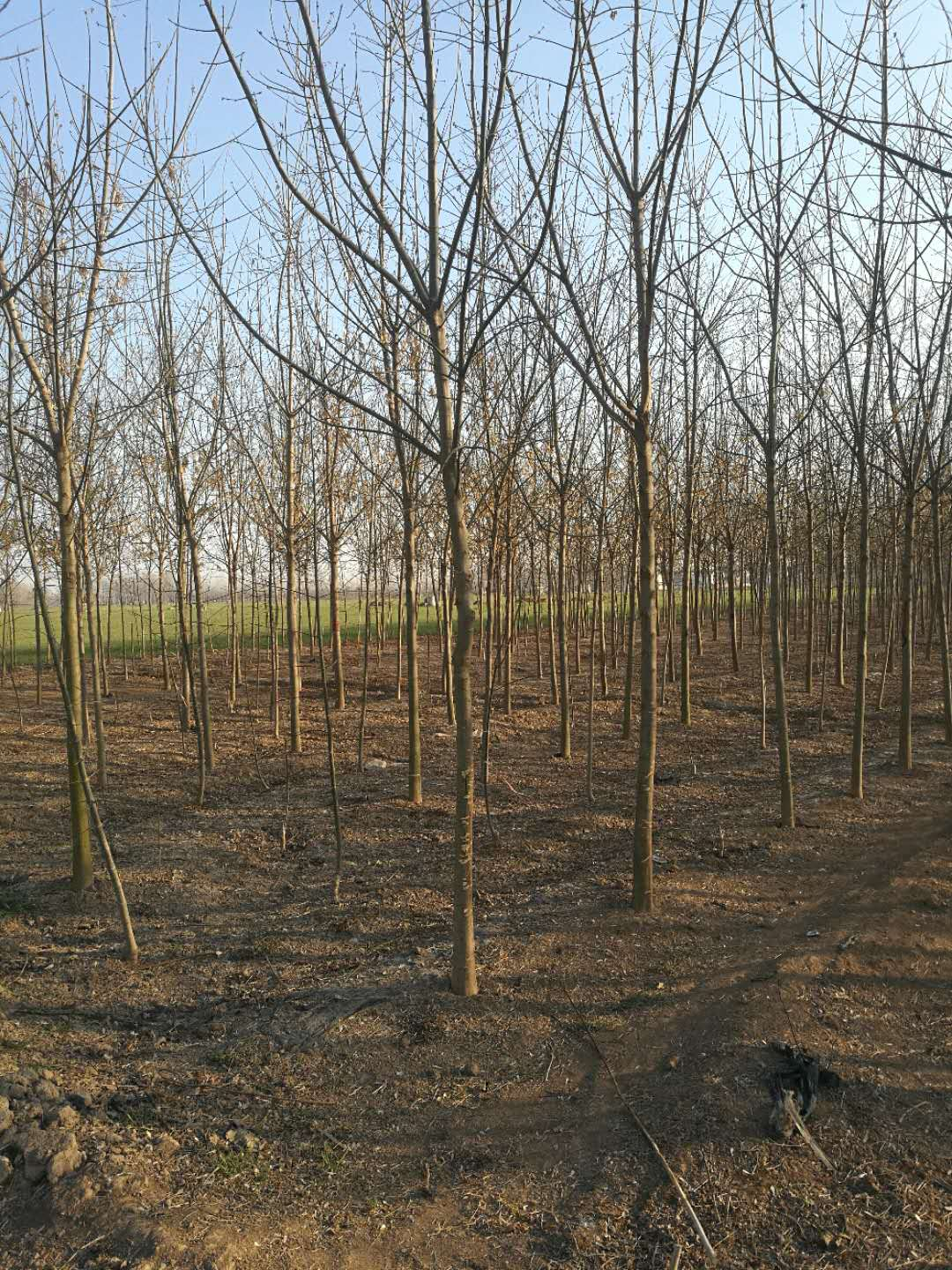 1513929927270713.png blob.png