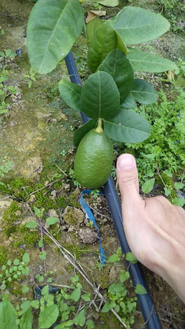 1470099639664830.jpg psb (3).jpg