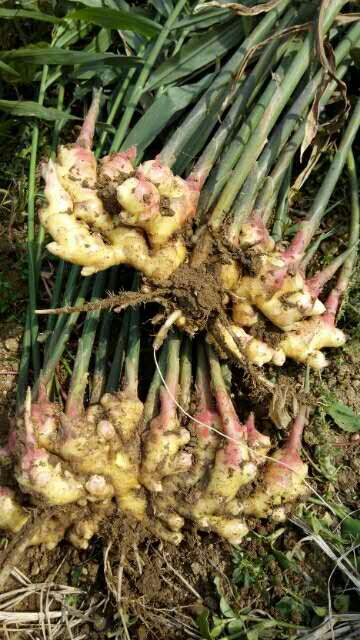 1505867739267187.jpg 生姜.jpg