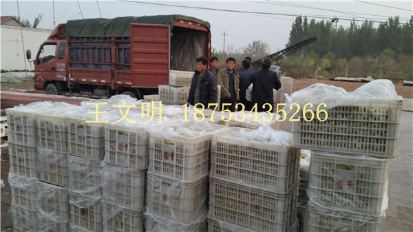 1477018062111431.jpg 冬棗 筐裝 (2).jpg