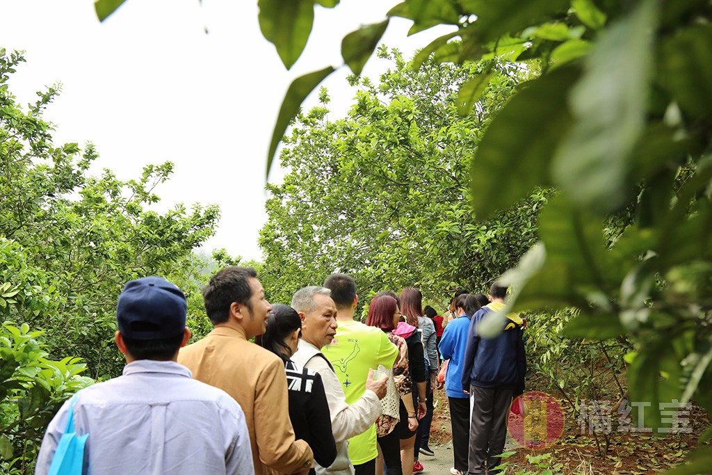 1489651584697359.jpg 橘紅賞花節10.jpg