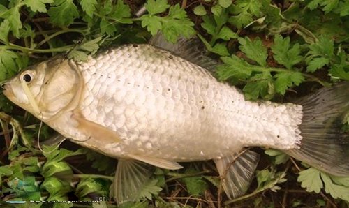 1480582578674082.jpg 1-15110Z931111H.jpg