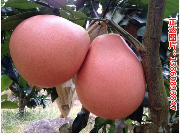 1474599549935168.jpg QQ圖片20141225102601_副本.jpg