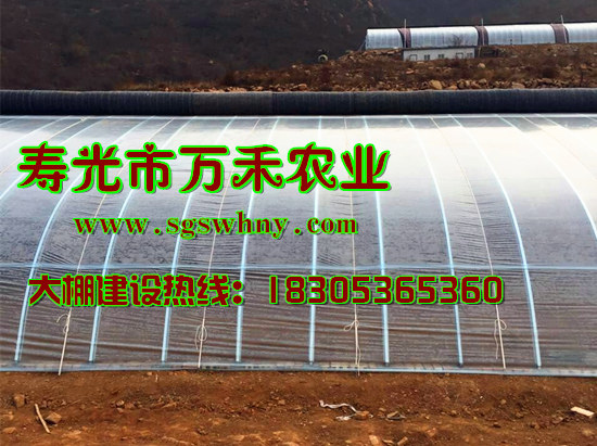 1481706786576973.jpg jizi.jpg