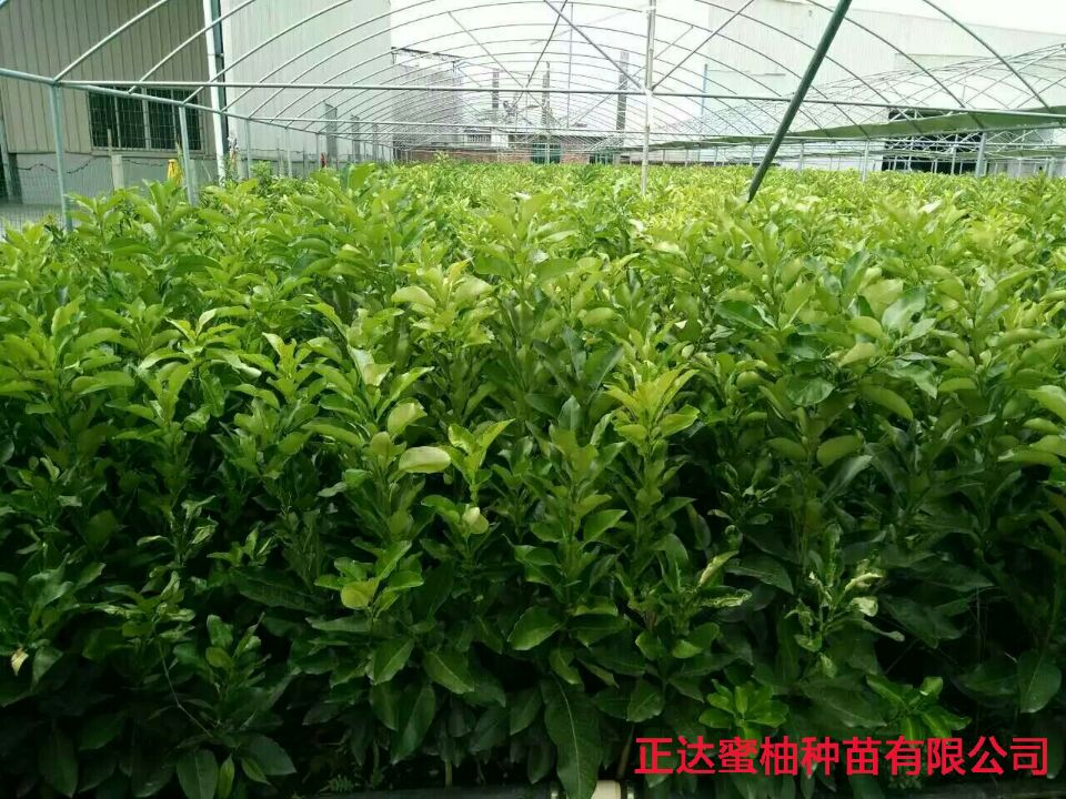 1474599371793825.jpg 000000000.jpg