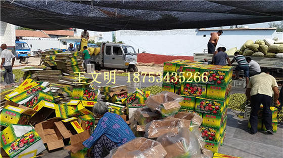 1477018041145829.jpg 山東冬棗產地代收 (24).jpg