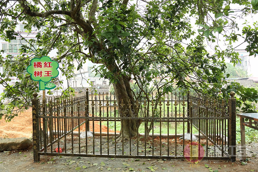 1489651607721815.jpg 橘紅賞花節12.jpg