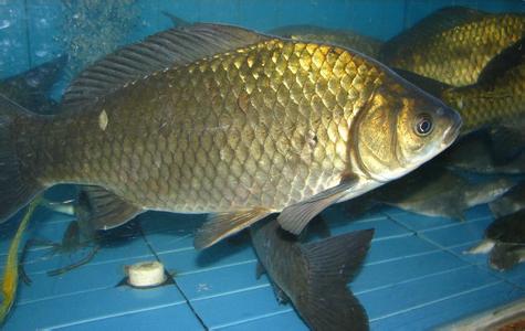 1480582874560475.jpg 5 (18).jpg