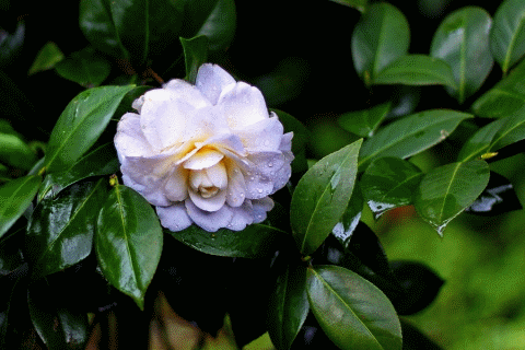 1502769521210779.gif 1062005087147663508.gif