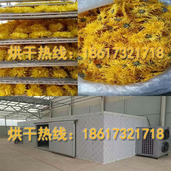 金絲皇菊烘干機.jpg